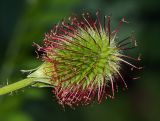 Geum macrophyllum. Соплодие. Московская обл., Раменский р-н, окрестности д. Хрипань, просека под ЛЭП. 01.07.2009.