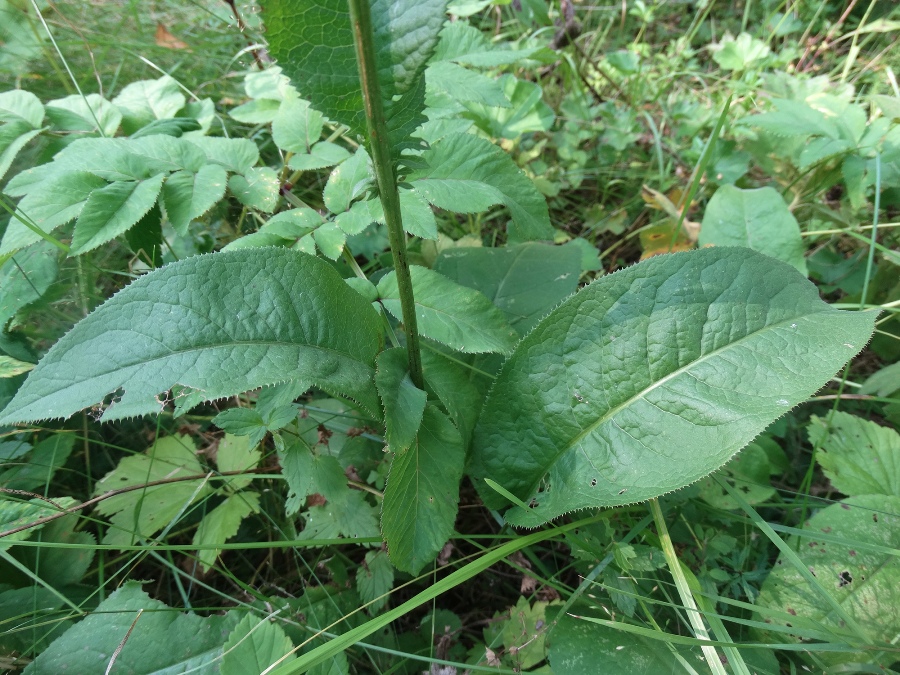 Image of Serratula tinctoria specimen.