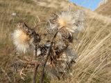 род Cirsium. Верхушки побегов с соплодиями. Черногория, нац. парк Дурмитор, горная степь. 14.10.2014.