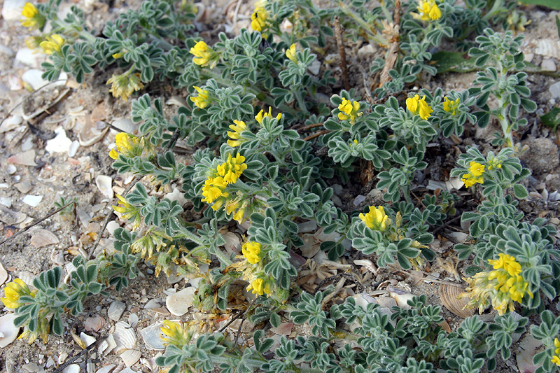 Image of Medicago marina specimen.