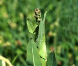 Lactuca serriola. Верхушка растения с развивающимся цветоносом. Московская обл., Раменский р-н, окр. ж.-д. платформы Хрипань, залежь. 30.07.2015.