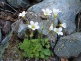 Saxifraga sibirica. Цветущее растение. Восточный Казахстан, Южный Алтай, хр. Сарымсакты, пер. Бурхат, ≈ 2100 м н.у.м. 21 июня 2015 г.