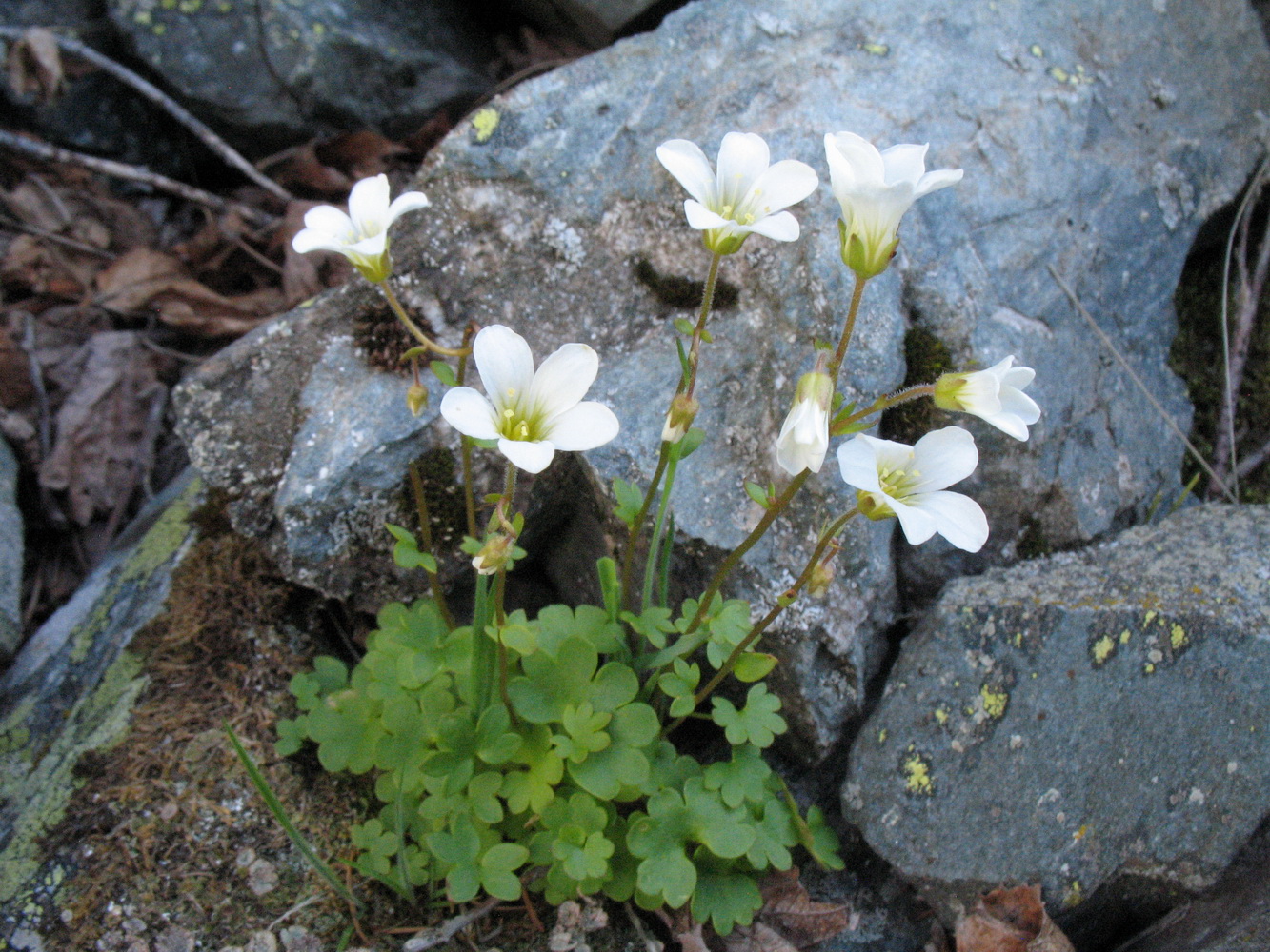 Image of Saxifraga sibirica specimen.