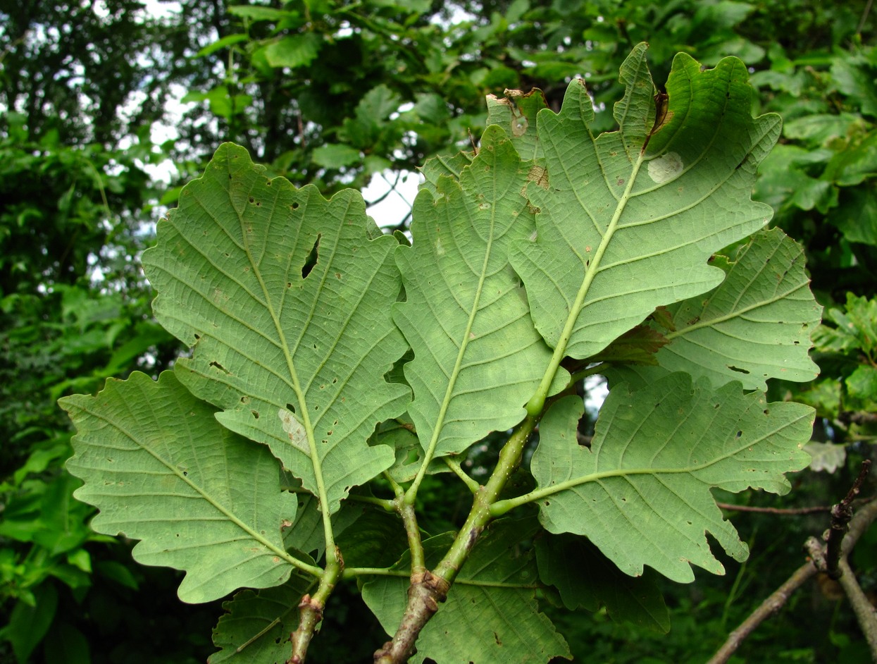 Image of Quercus petraea specimen.