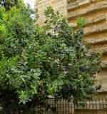 Olea europaea. Плодоносящее растение. Испания, Андалусия, г. Малага, озеленение. Август 2015 г.