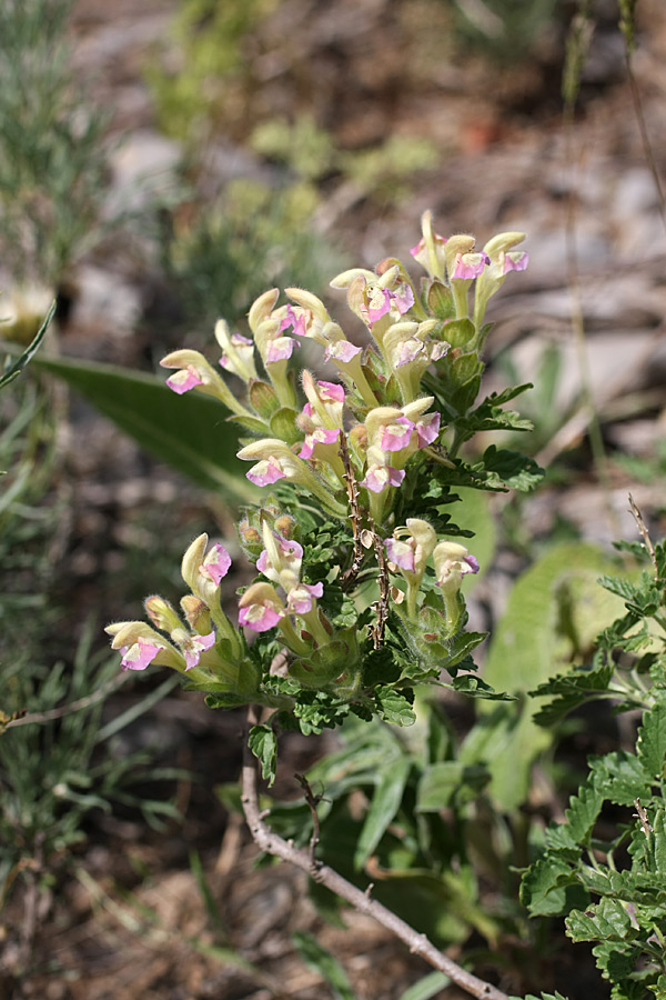 Image of Scutellaria adsurgens specimen.