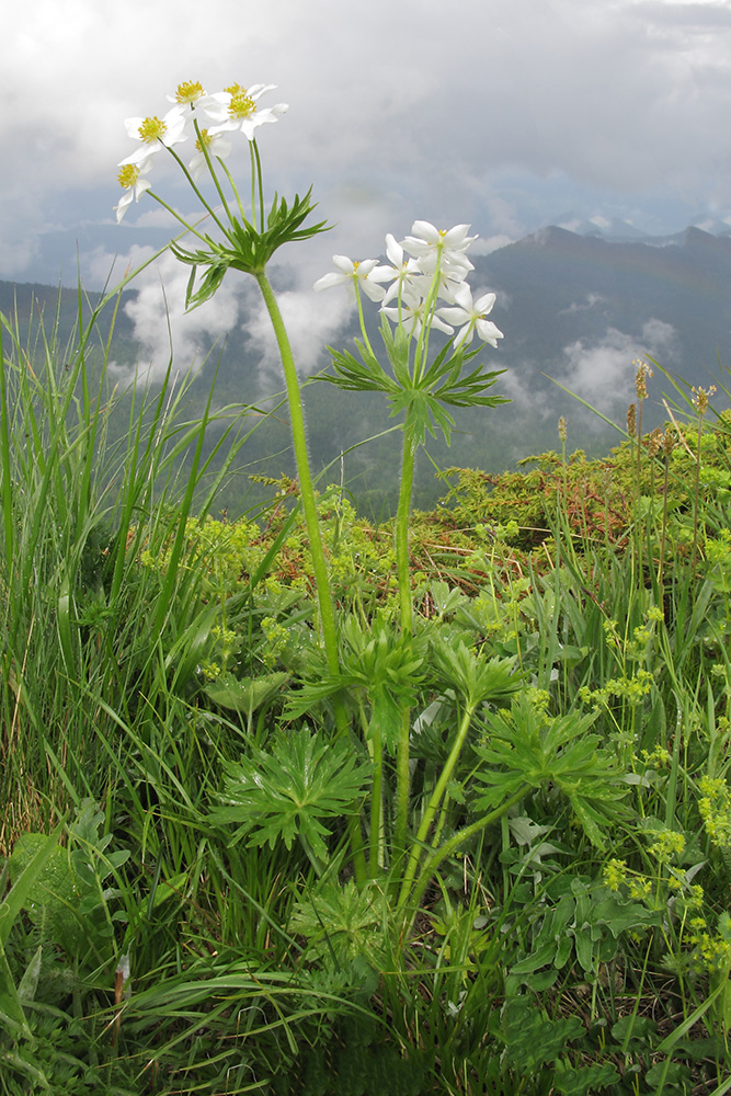 Image of Anemonastrum fasciculatum specimen.