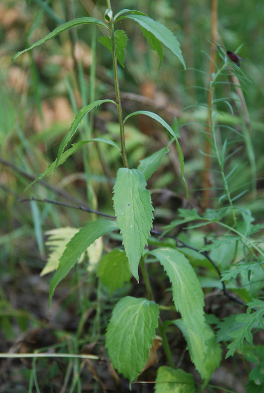 Изображение особи Adenophora liliifolia.