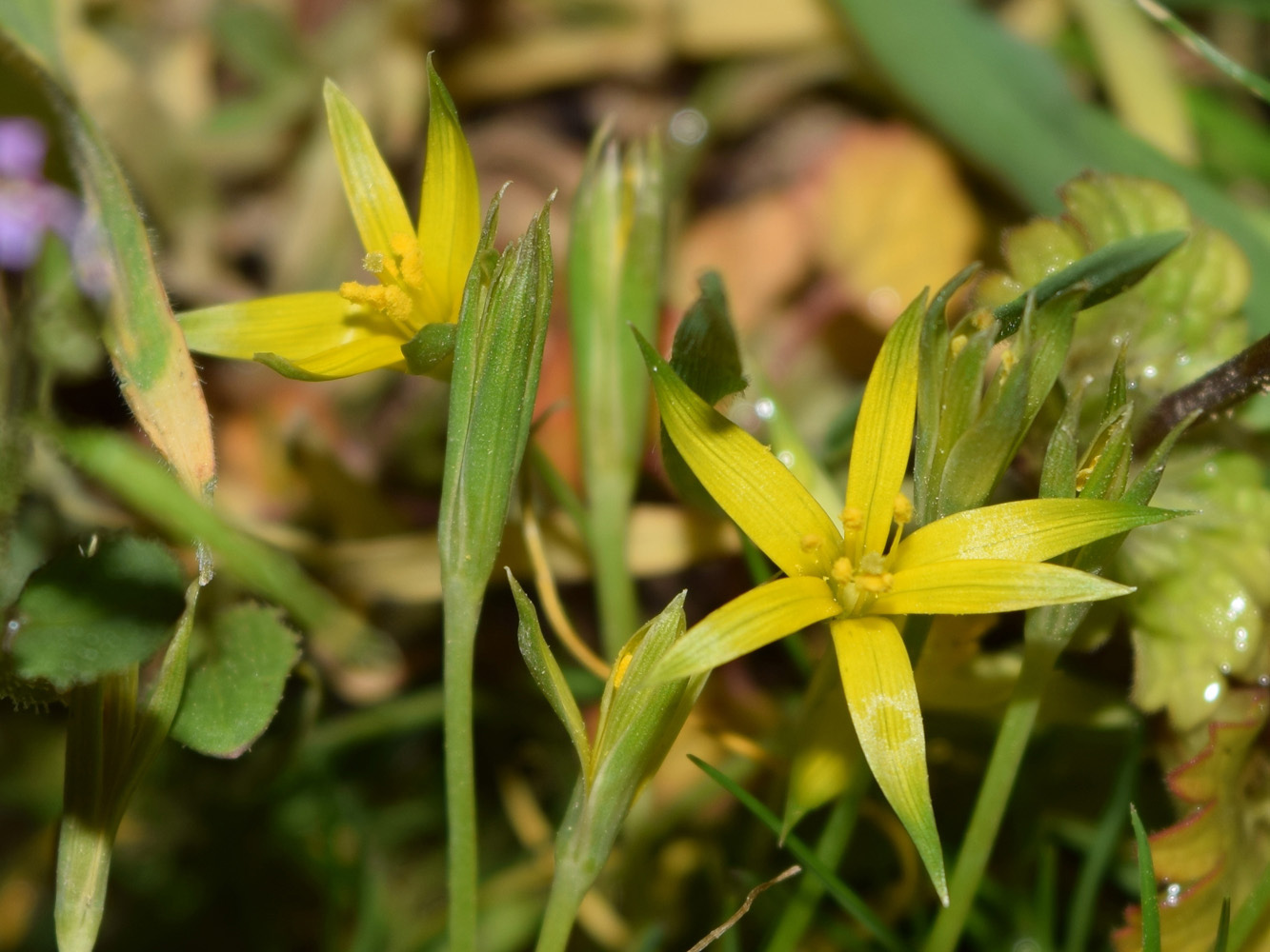 Изображение особи Gagea graminifolia.