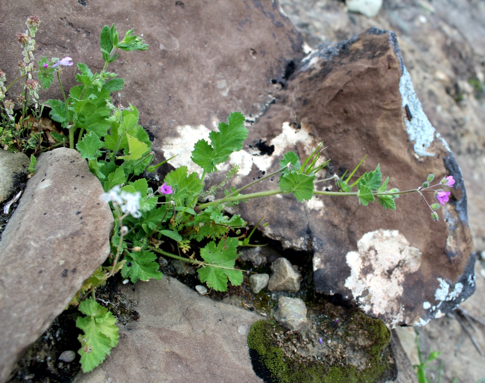 Image of genus Erodium specimen.