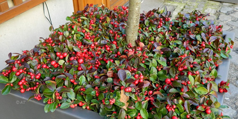 Изображение особи Gaultheria procumbens.