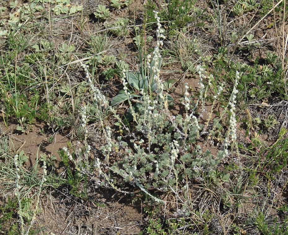 Image of Artemisia frigida specimen.