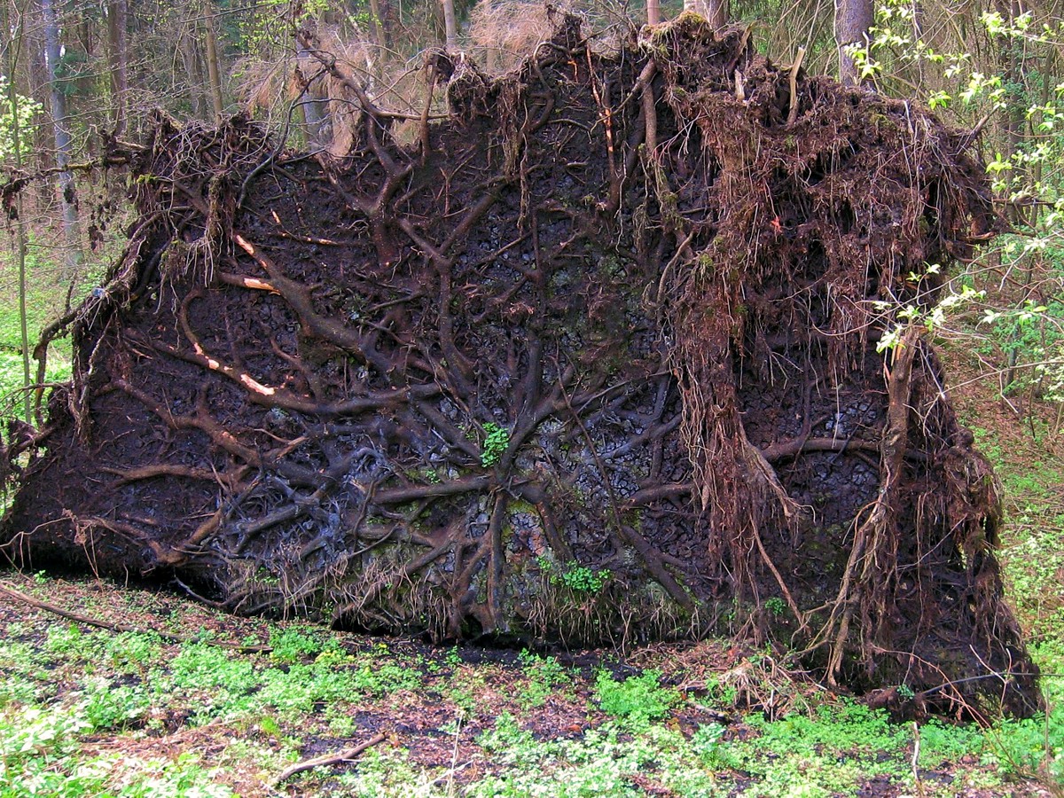 Image of Picea abies specimen.