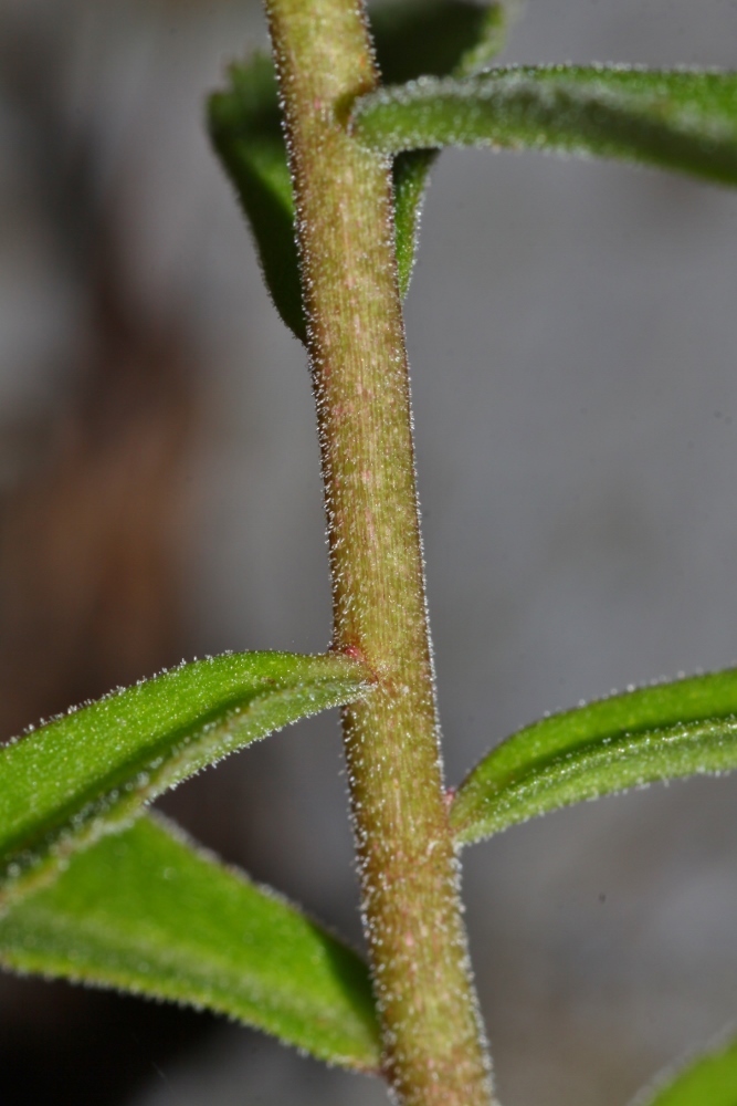 Image of Aizopsis × pilosa specimen.