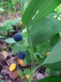 Polygonatum odoratum. Часть сухого побега с плодом. Челябинская обл., окр. г. Челябинск, Золотая горка, берёзовый лес. 26.08.2014.