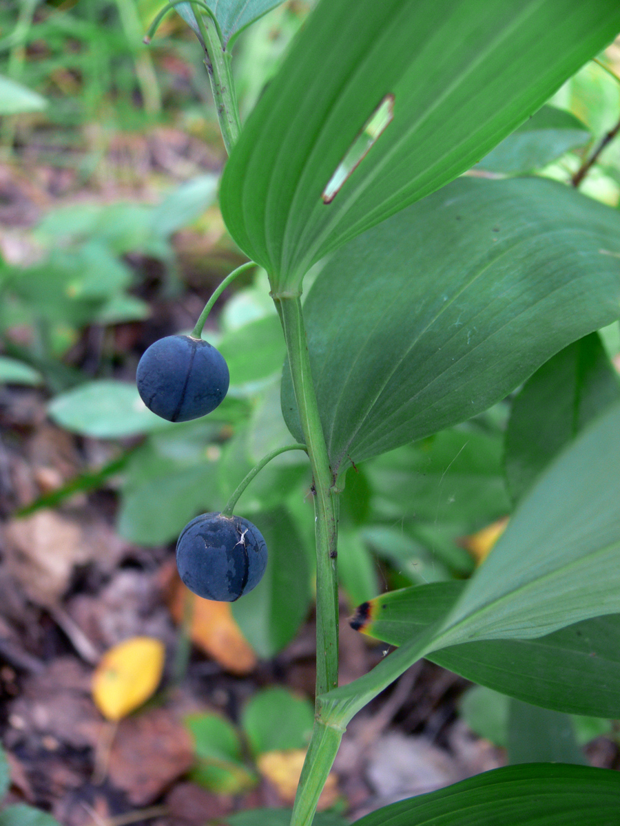 Image of Polygonatum odoratum specimen.