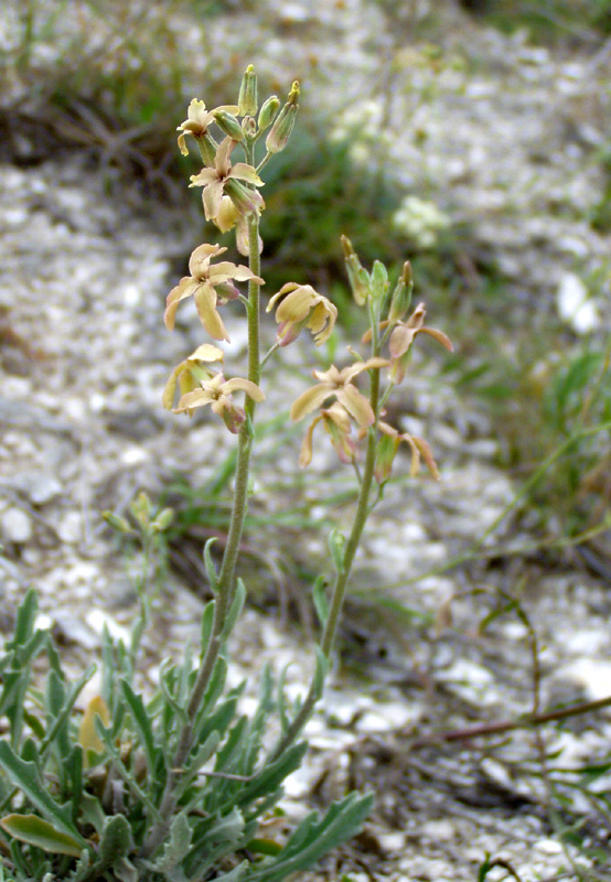 Image of Matthiola fragrans specimen.