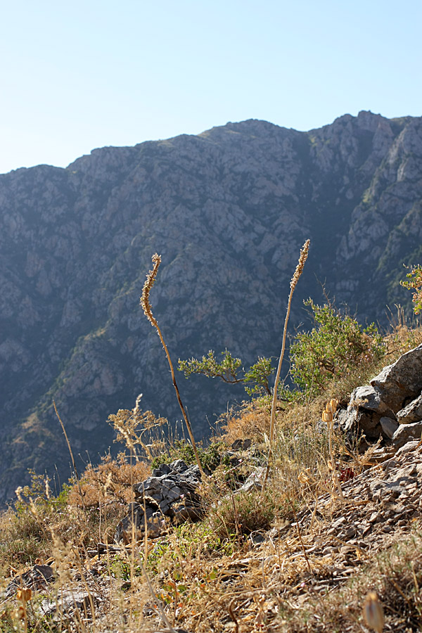 Image of Eremurus regelii specimen.