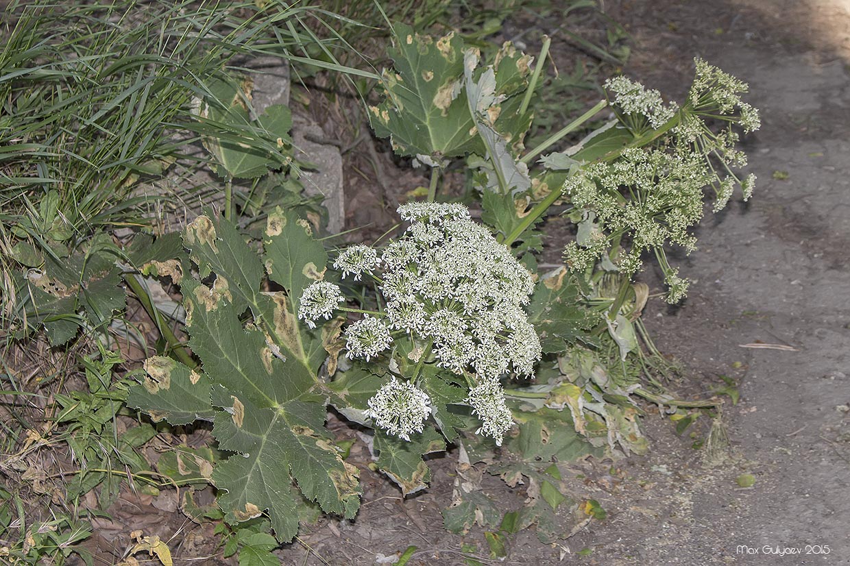 Image of Heracleum stevenii specimen.