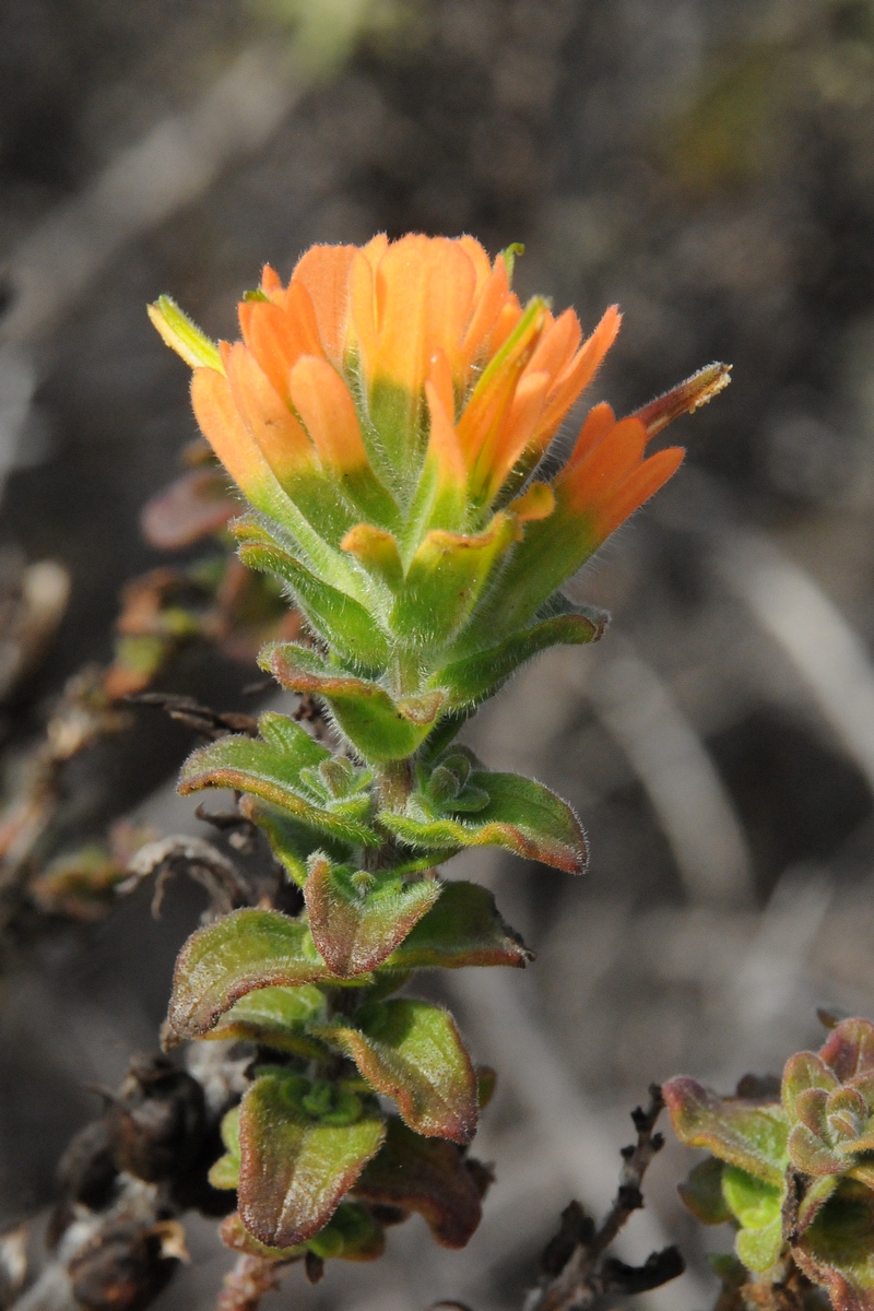 Изображение особи Castilleja latifolia.