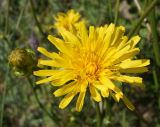 Crepis sibirica