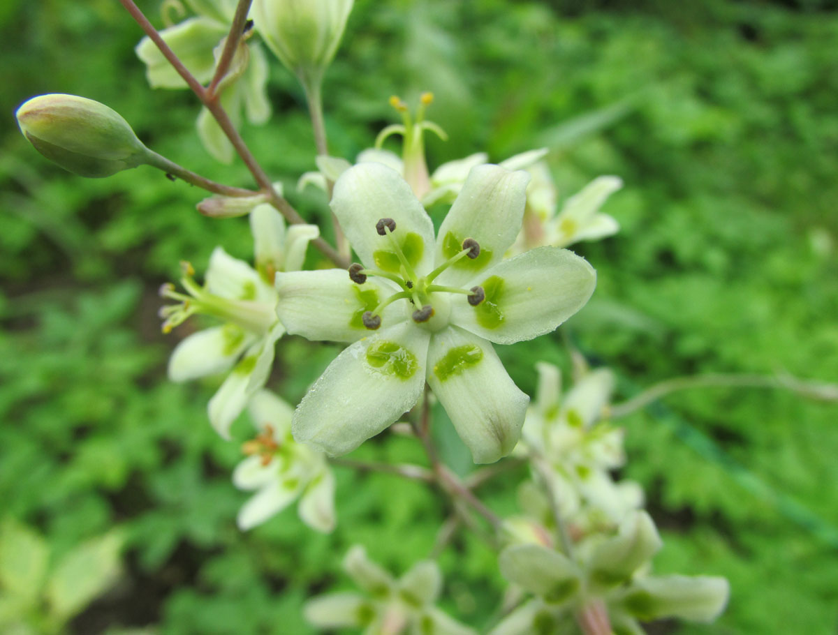 Изображение особи Zigadenus elegans.