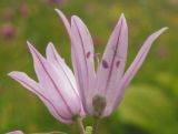 Allium schoenoprasum