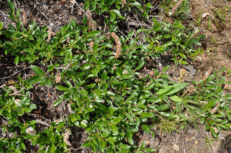 Image of genus Salix specimen.
