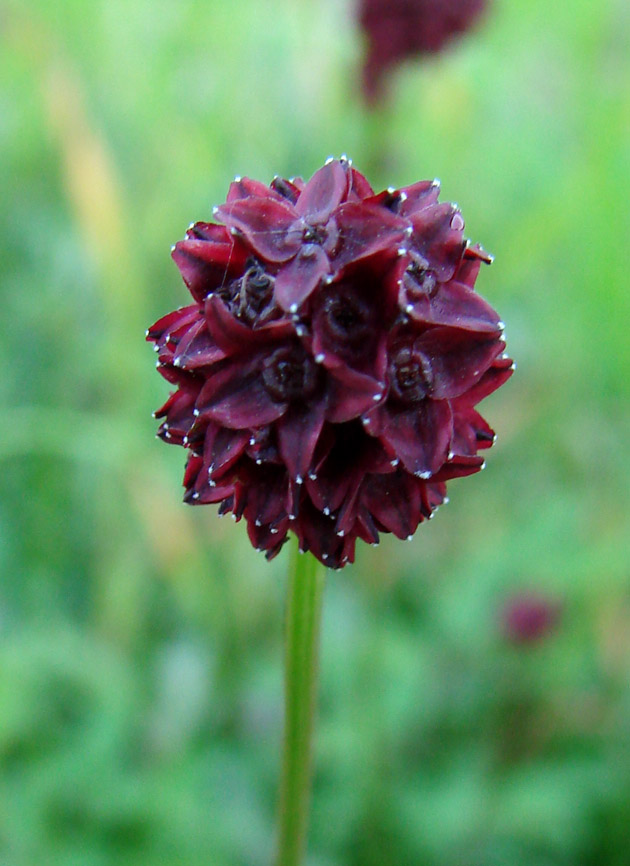 Image of Sanguisorba officinalis specimen.