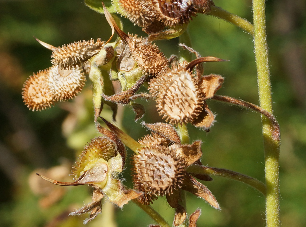 Image of Cynoglossum officinale specimen.