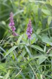 Stachys palustris. Верхушка цветущего растения. Ленинградская обл., Волосовский р-н, окр. дер. Редкино, высокотравный берег р. Луга в месте слияния с р. Вруда. 12.07.2015.