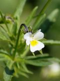 Viola arvensis