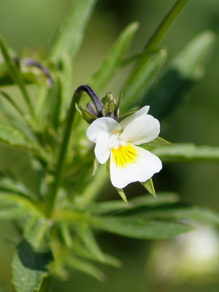 Image of Viola arvensis specimen.