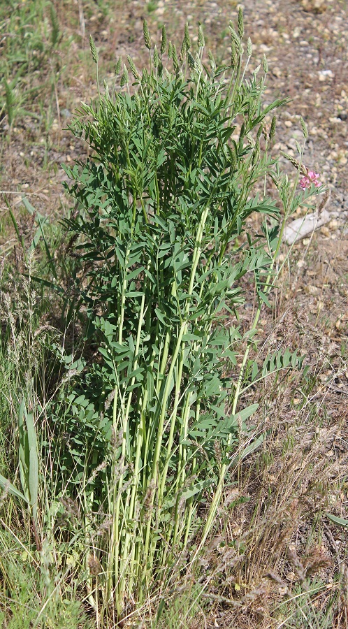 Image of Onobrychis viciifolia specimen.