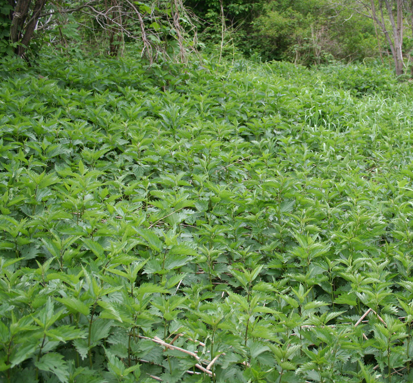 Изображение особи Urtica dioica.