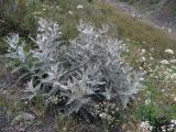 Cirsium tomentosum