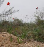 Papaver laevigatum. Цветущие растения. Краснодарский край, Темрюкский р-н, Куликовское гирло, старый береговой вал. 23.04.2016.