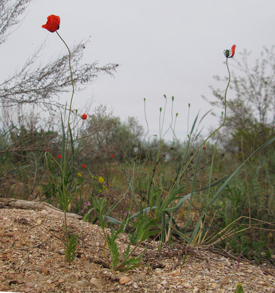 Изображение особи Papaver laevigatum.