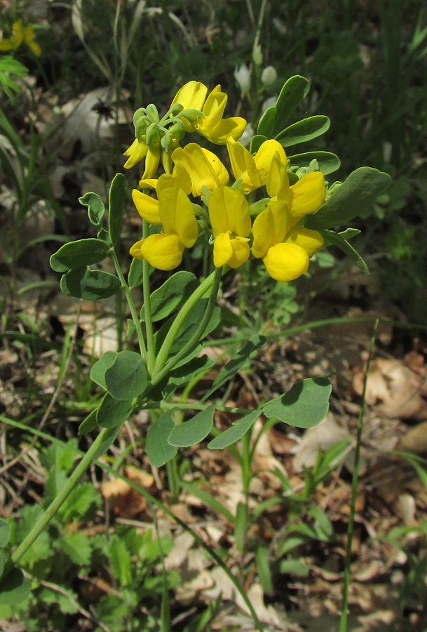 Изображение особи Coronilla coronata.