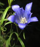 Gentiana pneumonanthe