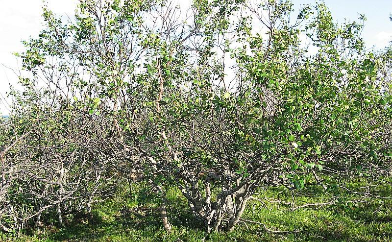 Image of Betula czerepanovii specimen.