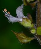 genus Ocimum
