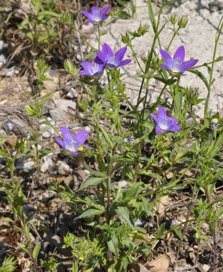 Image of Campanula scutellata specimen.