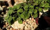 Stachys pubescens