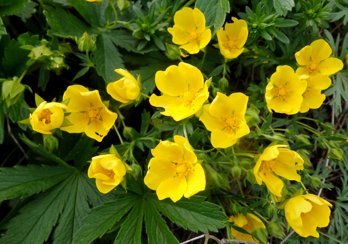 Изображение особи Potentilla sphenophylla.