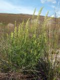 Reseda lutea