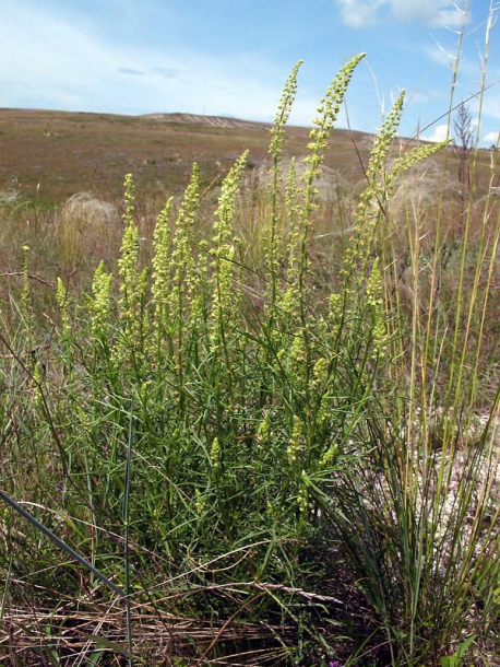 Image of Reseda lutea specimen.