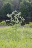 Anthriscus sylvestris