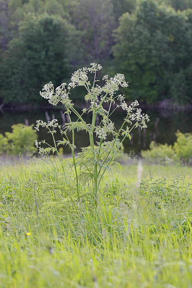 Изображение особи Anthriscus sylvestris.