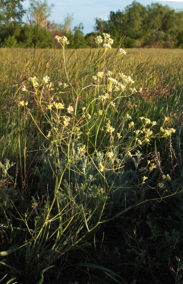 Изображение особи Lepidium coronopifolium.